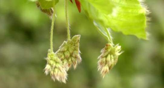 bøkeblomst.jpg
