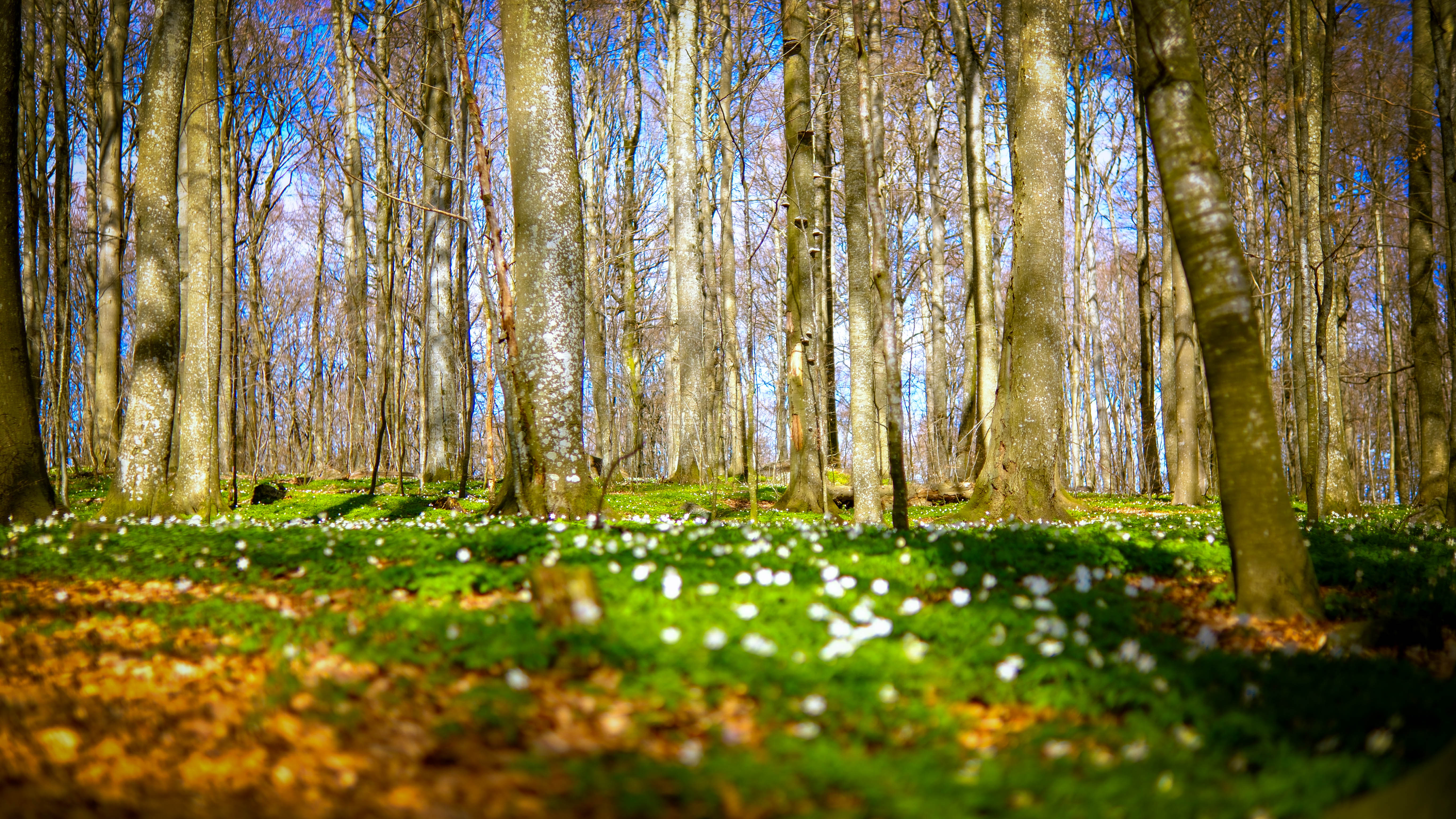 Vår Bøkeskogen
