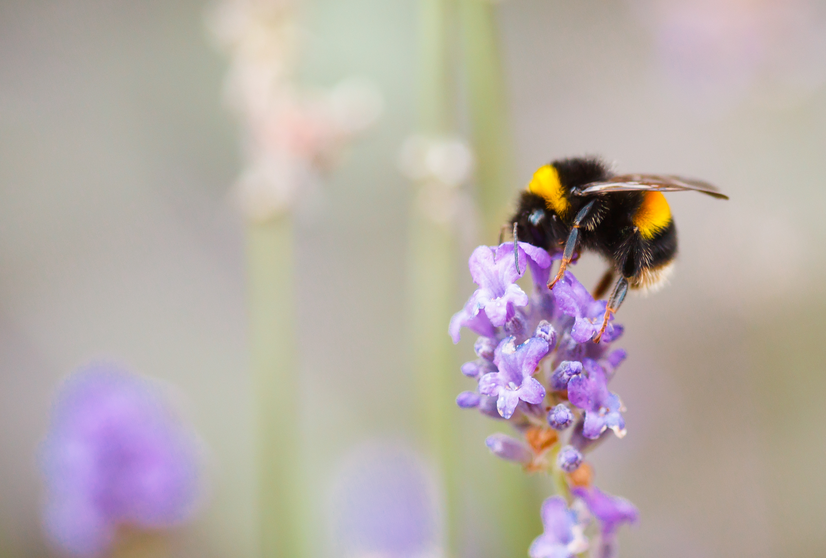 Bie På Blomst Istock