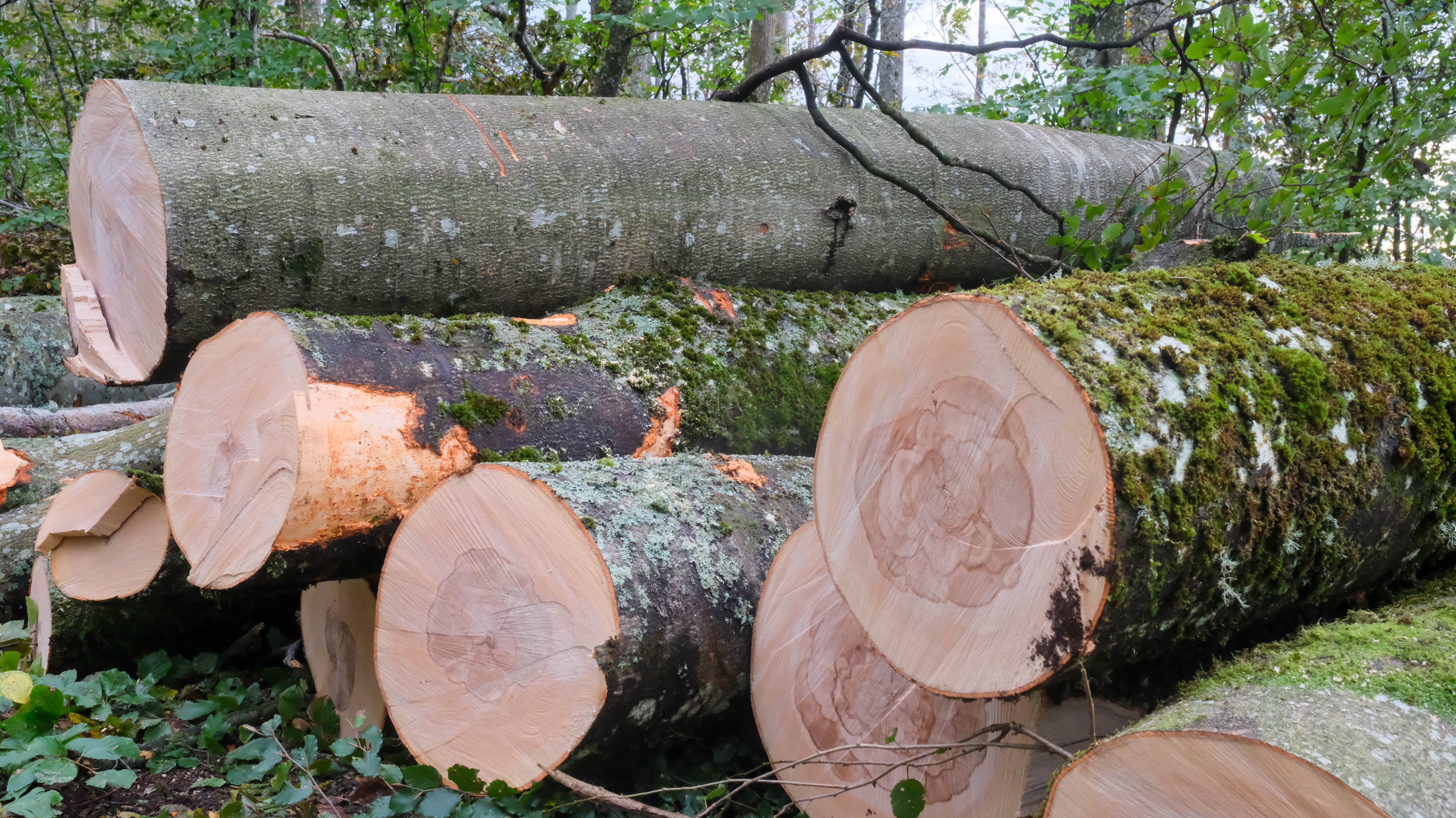 Hva skjer med trærne som har falt i Bøkeskogen? 