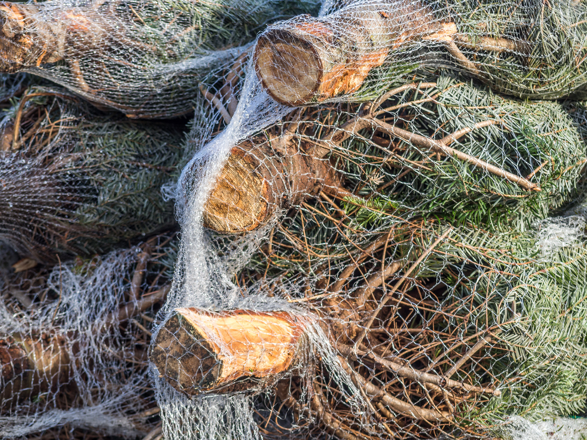 Juletrenett Istock