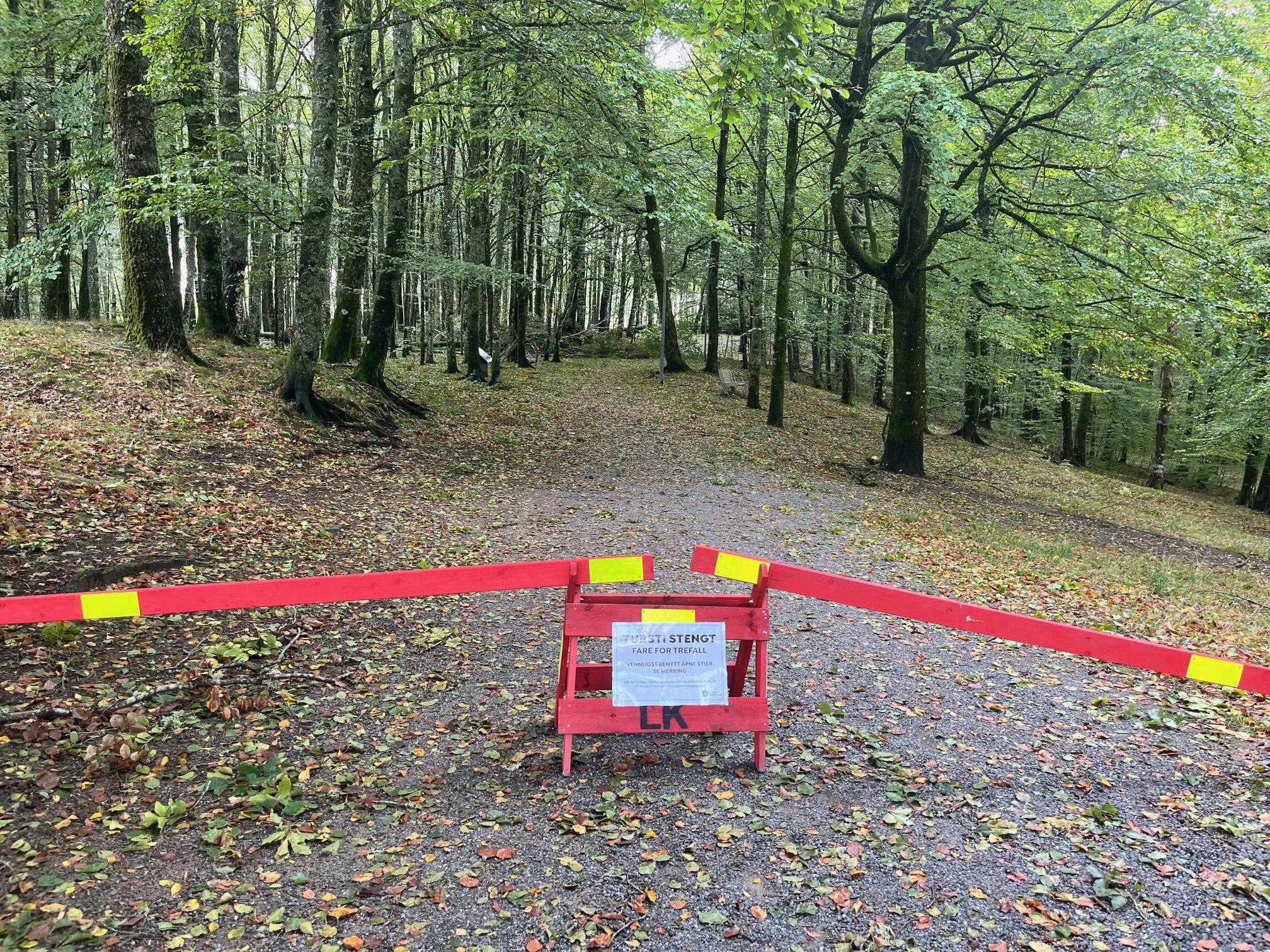 bøkeskogen etter amy 11.jpg