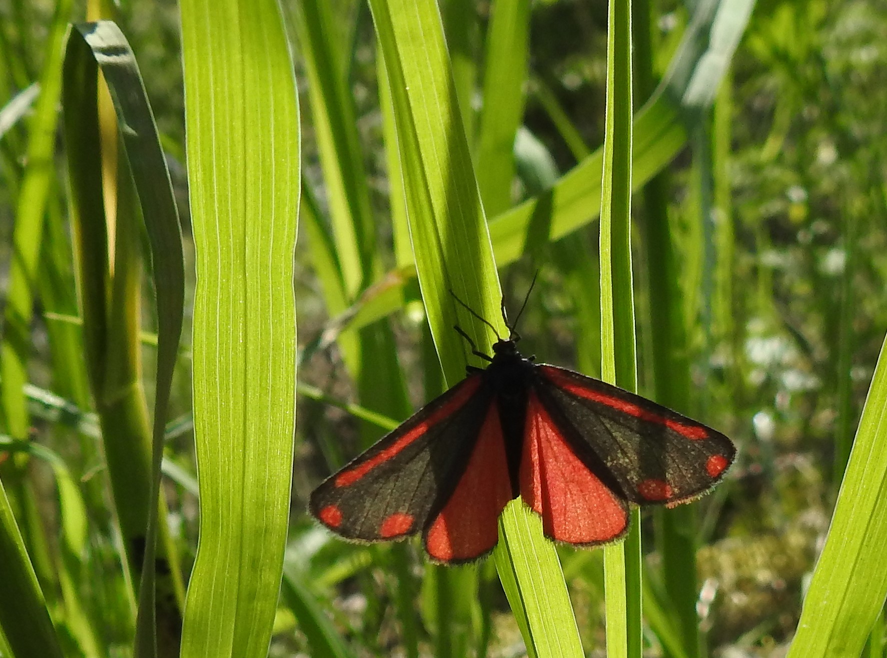 Karminspinner Malmøya 052019 (1) (1)