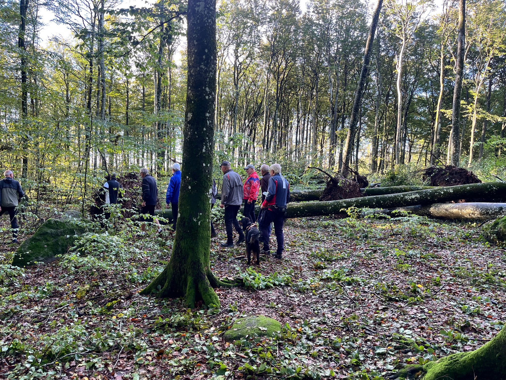 bøkeskogen etter amy 2.jpg