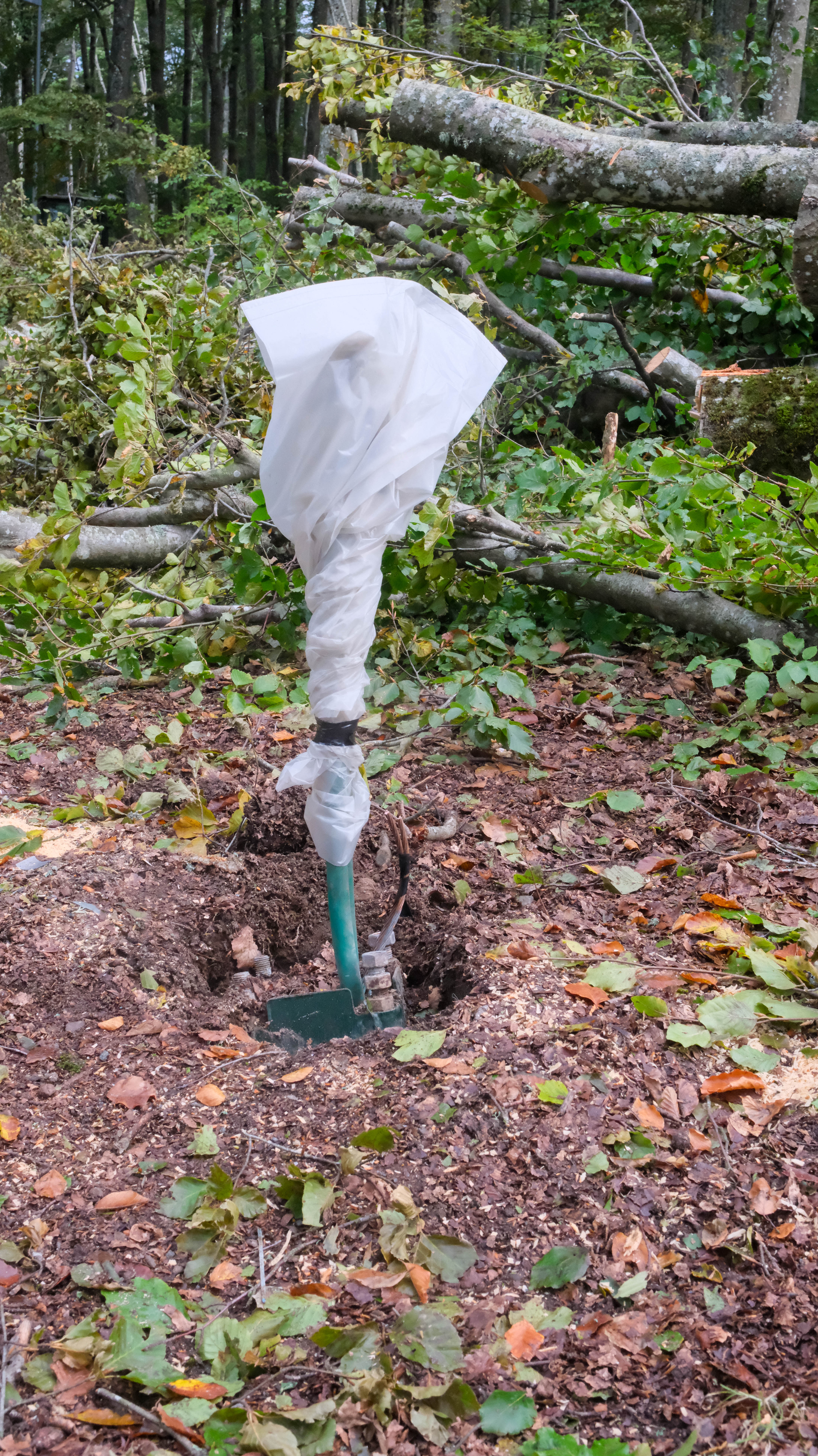 bøkeskogen etter rydding-21.jpg