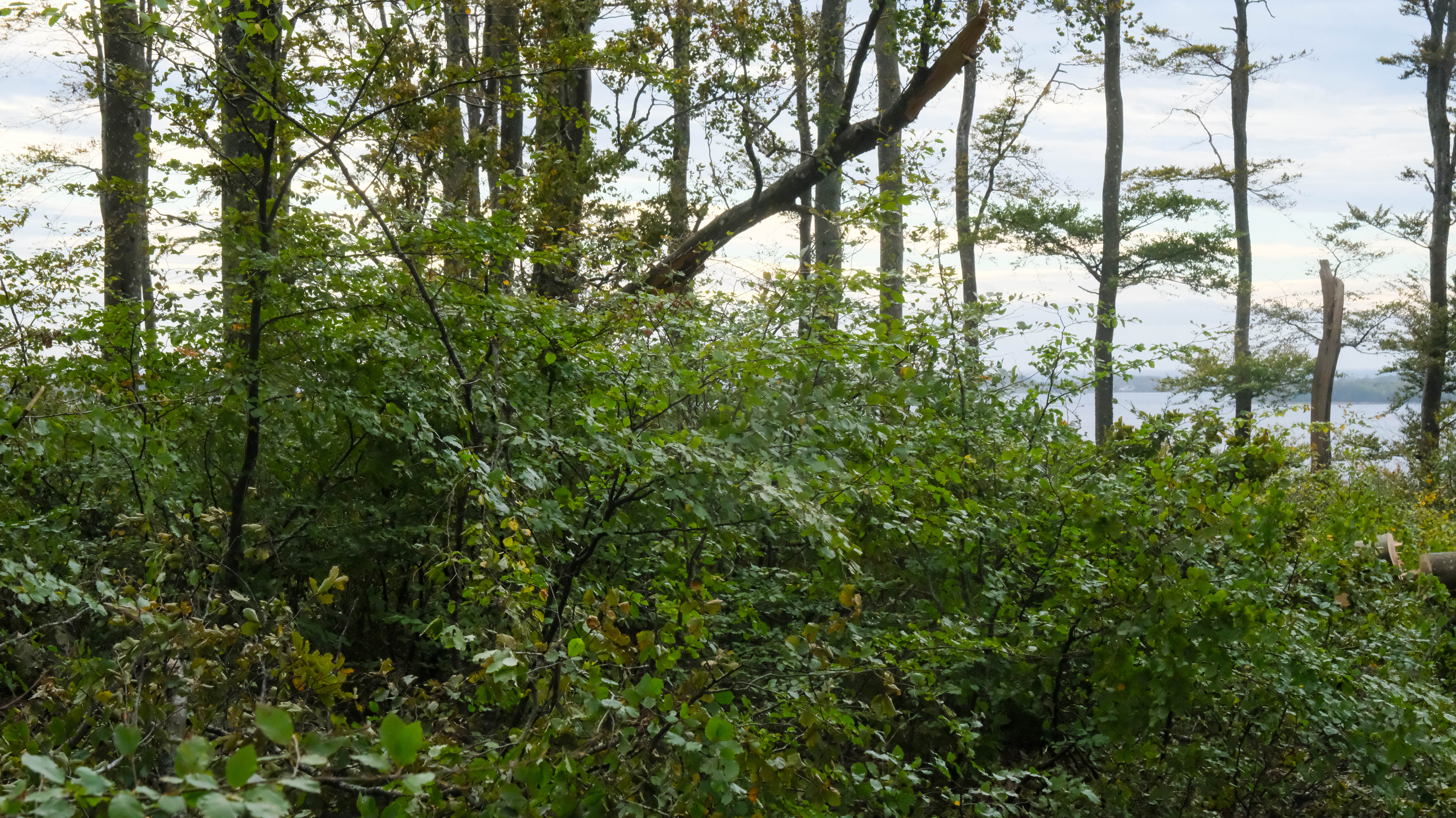 bøkeskogen etter rydding-19.jpg