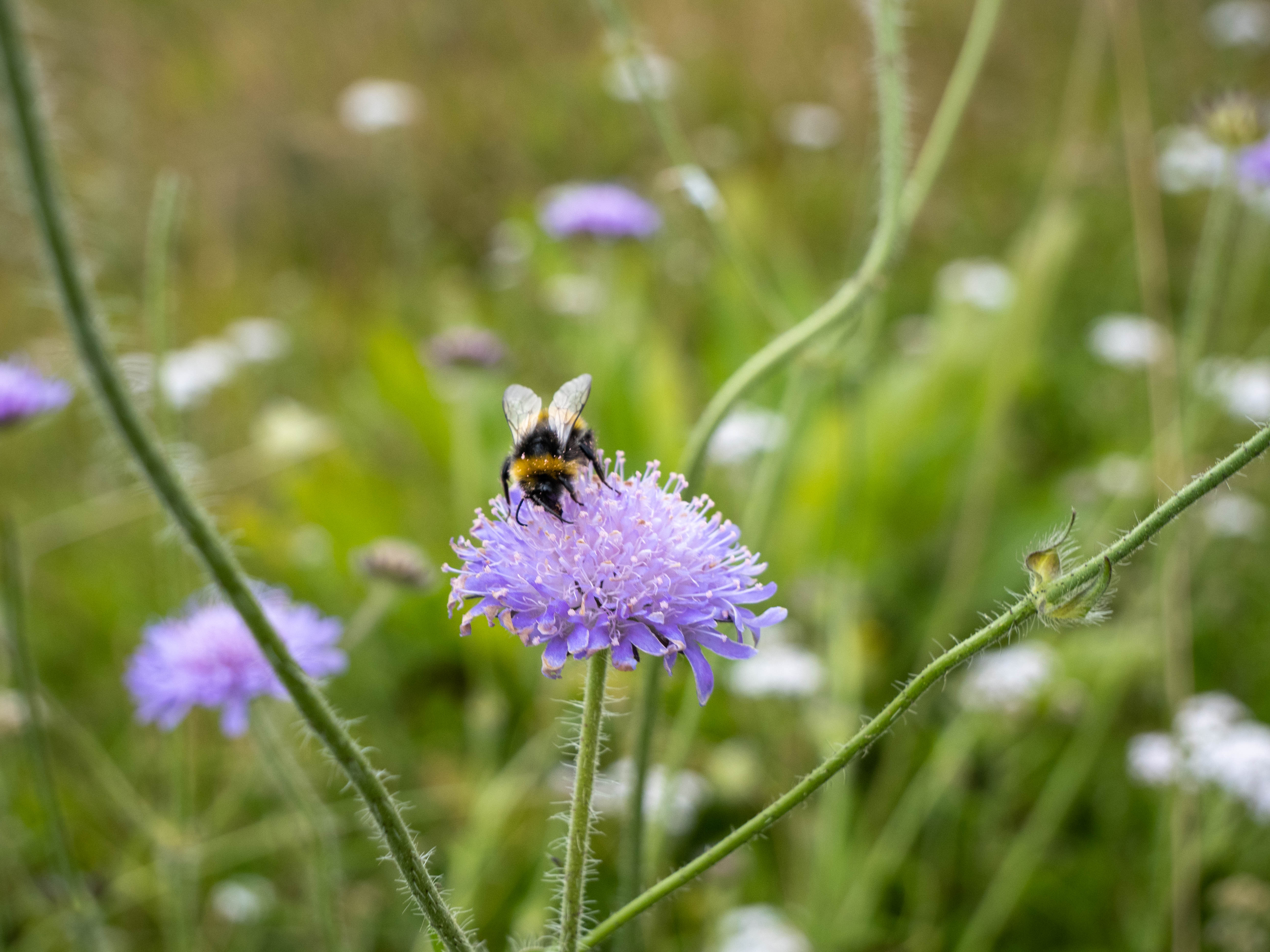 Humle På Liten Lilla Blomst 1