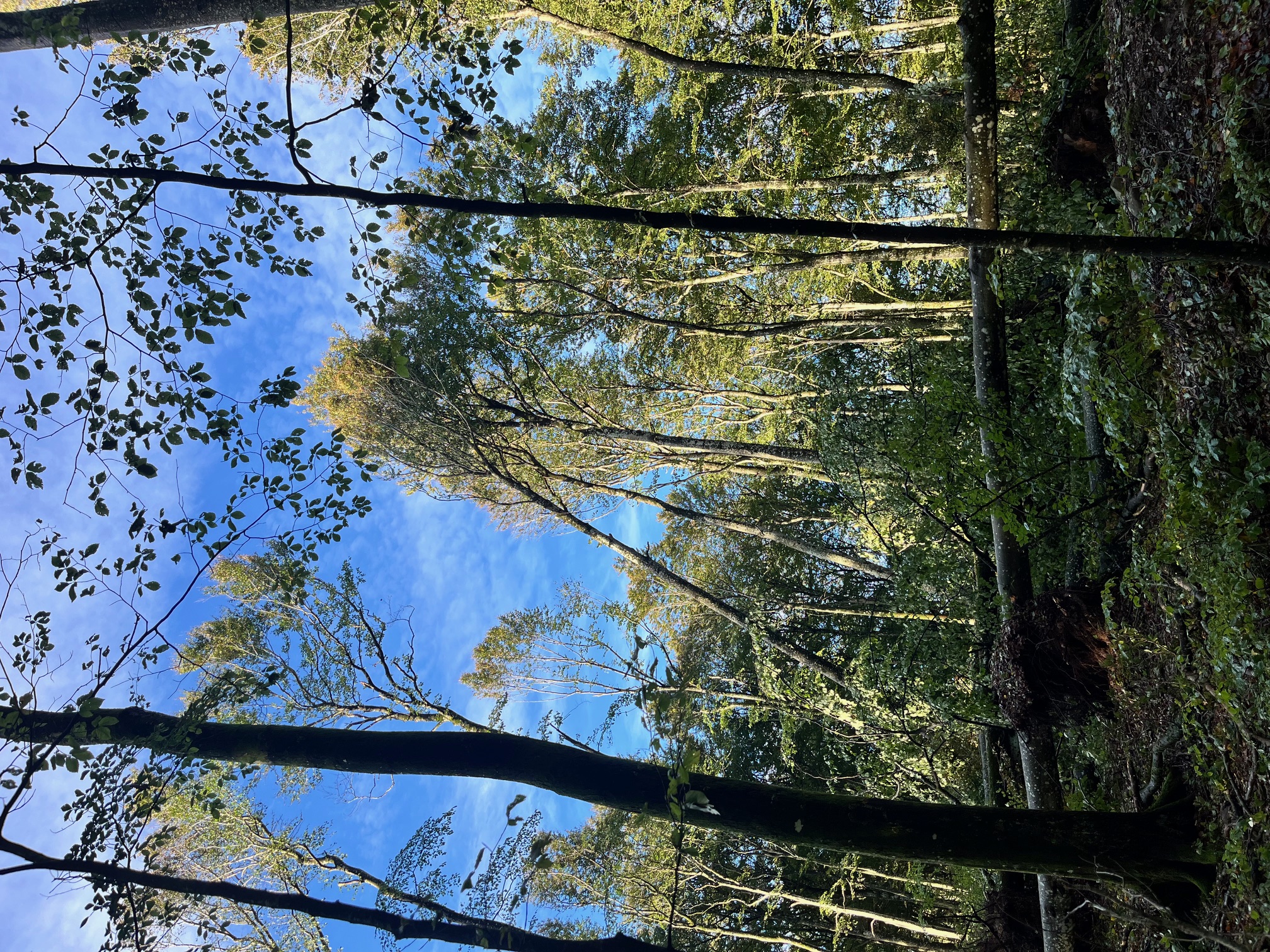 bøkeskogen etter amy 4.jpg