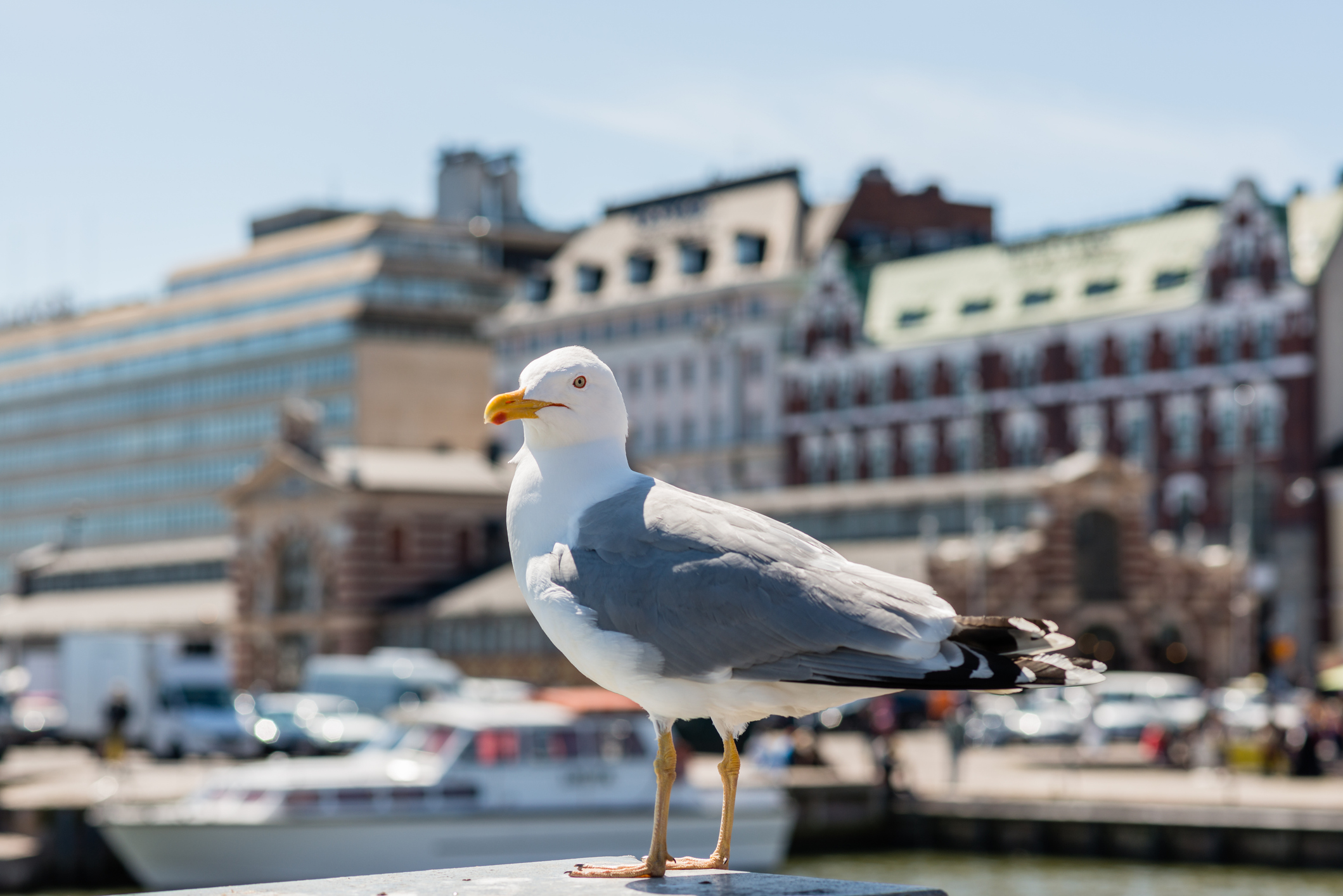 Slik forebygger du konflikt med hekkende måker