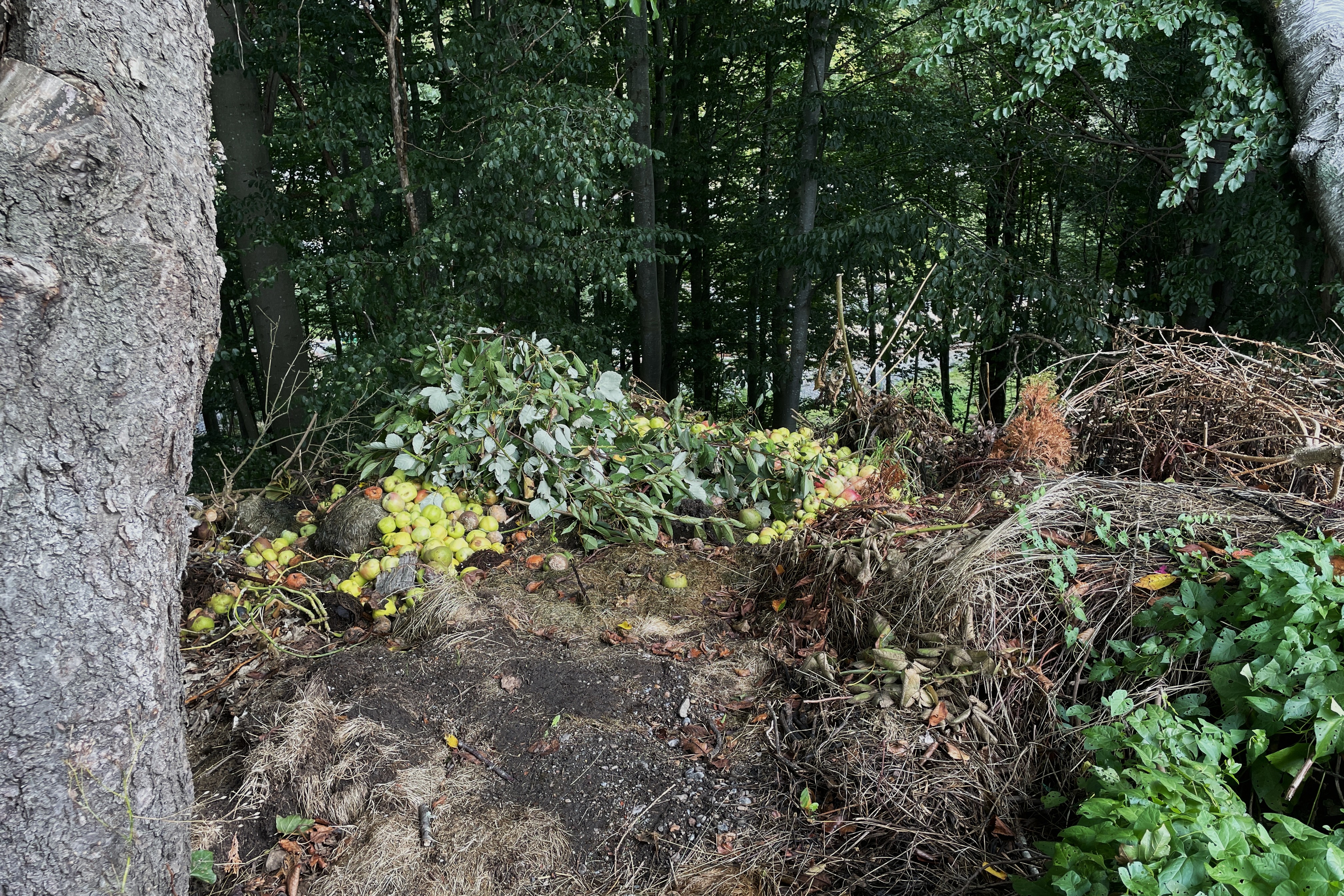 Visste du at det er ulovlig å dumpe hageavfall i naturen?