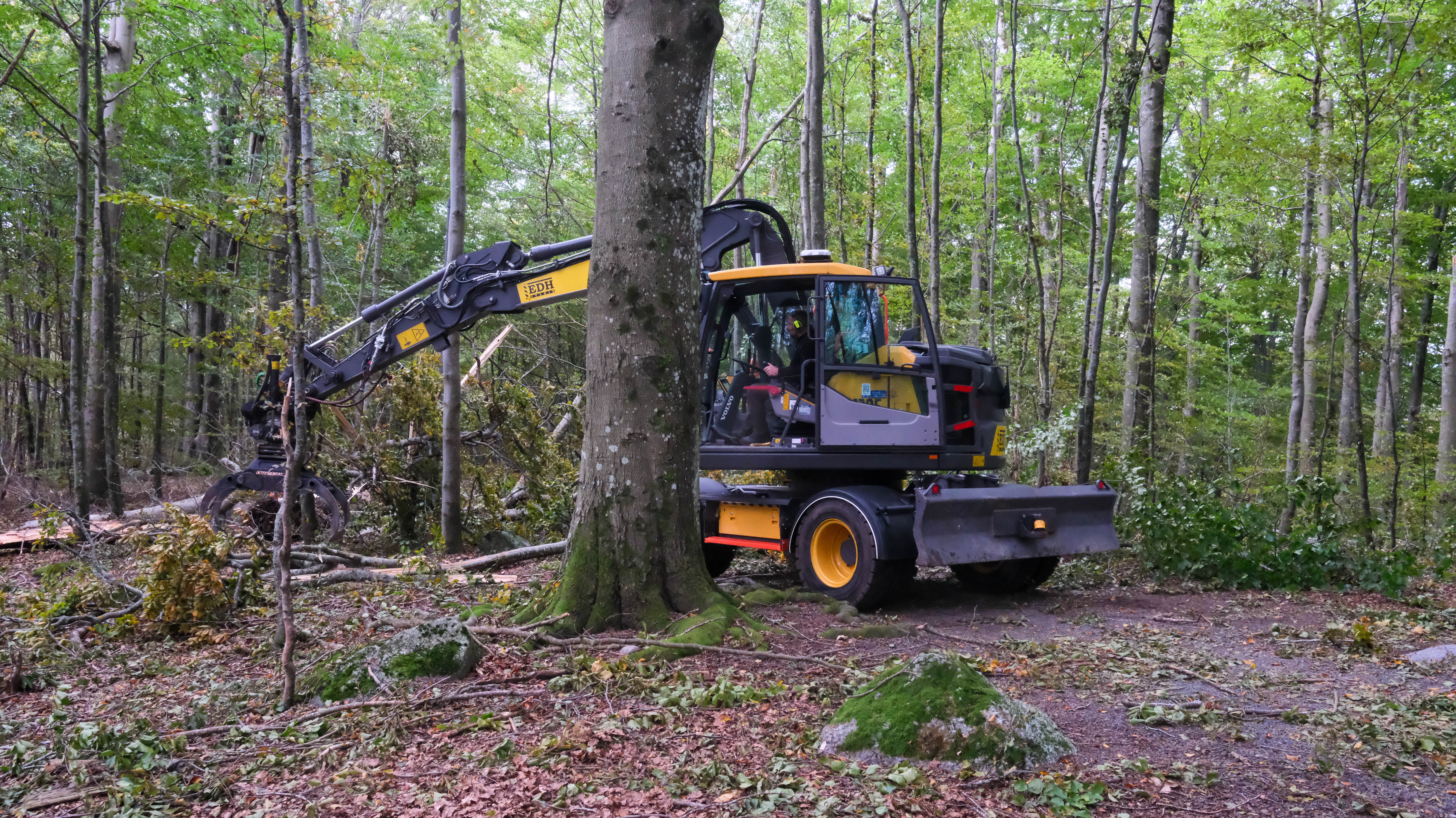 bøkeskogen etter rydding-15.jpg