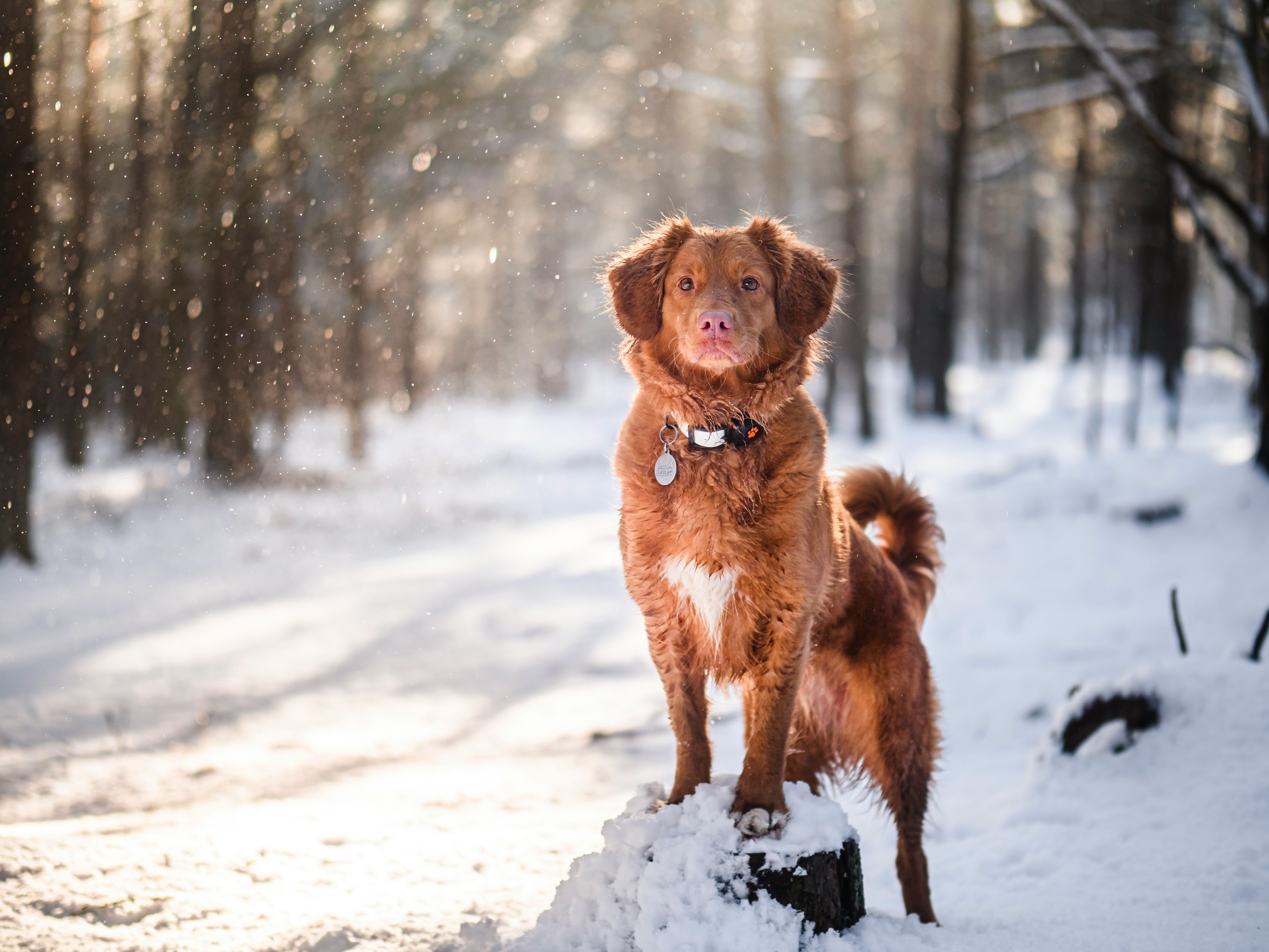 Pass på hunden – nå er det et økt risiko for skader på hjortevilt